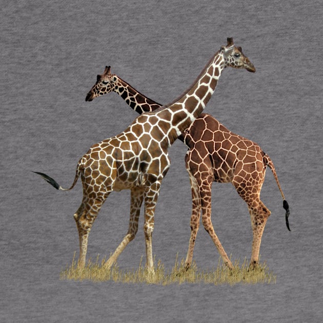 Reticulated Giraffes on Safari in Kenya / Africa by T-SHIRTS UND MEHR